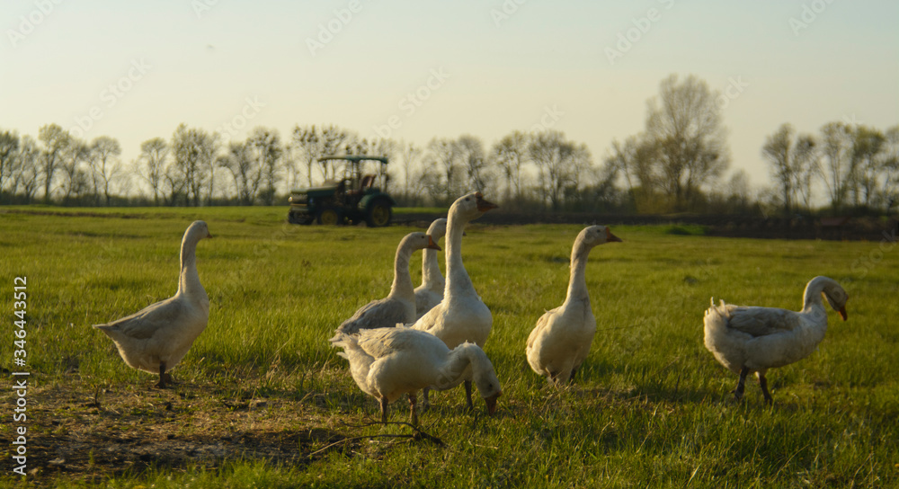 group of geese on the background of a tractor lawn and field group of geese on the background of a tractor lawn and field