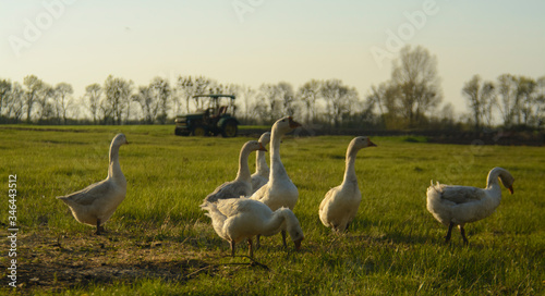 group of geese on the background of a tractor lawn and field