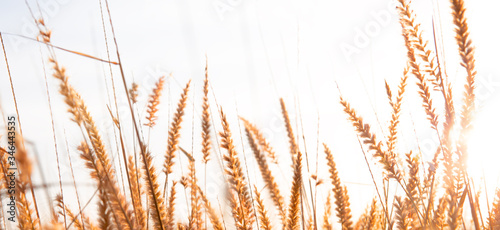 autumn field of grass