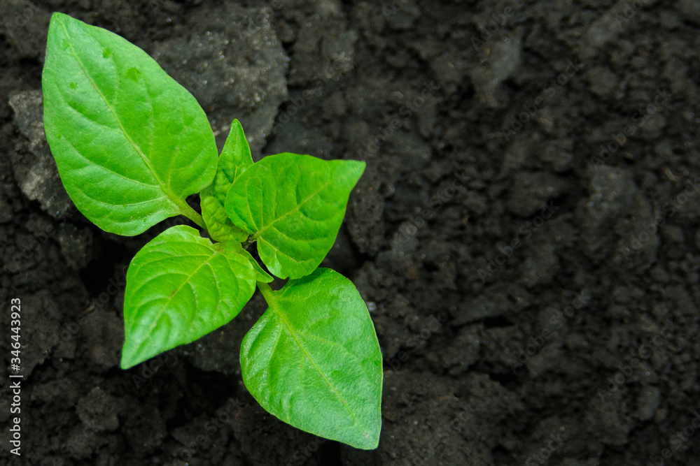 Young green seedling plant growing in compost trays the view from the top, seedling of pepper Young green seedling plant growing in compost trays the view from the top, seedling of pepper