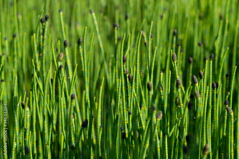 Schachtelhalm Equisetum Farn Tümpel Teich Weiher Garten rezent Feuchtigkeit Acker-Schachtelhalm Ackerunkraut Heilpflanze Rhizom Sprossen, Hygrophyten Schachtelhalm Equisetum Farn Tümpel Teich Weiher Garten rezent Feuchtigkeit Acker-Schachtelhalm Ackerunkraut Heilpflanze Rhizom Sprossen, Hygrophyten