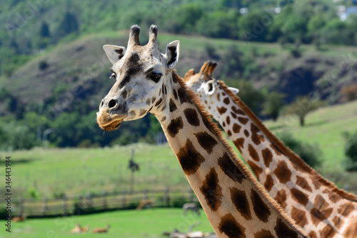 Fototapeta Naklejka Na Ścianę i Meble -  African zhyrafa. In the Prague zoo