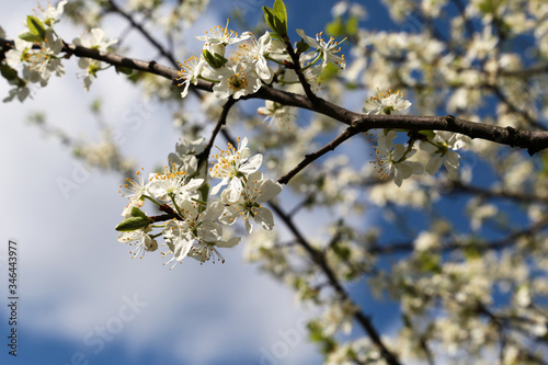 Cherry blossom in spring on blue sky background. White flowers on a branch in a garden, soft colors