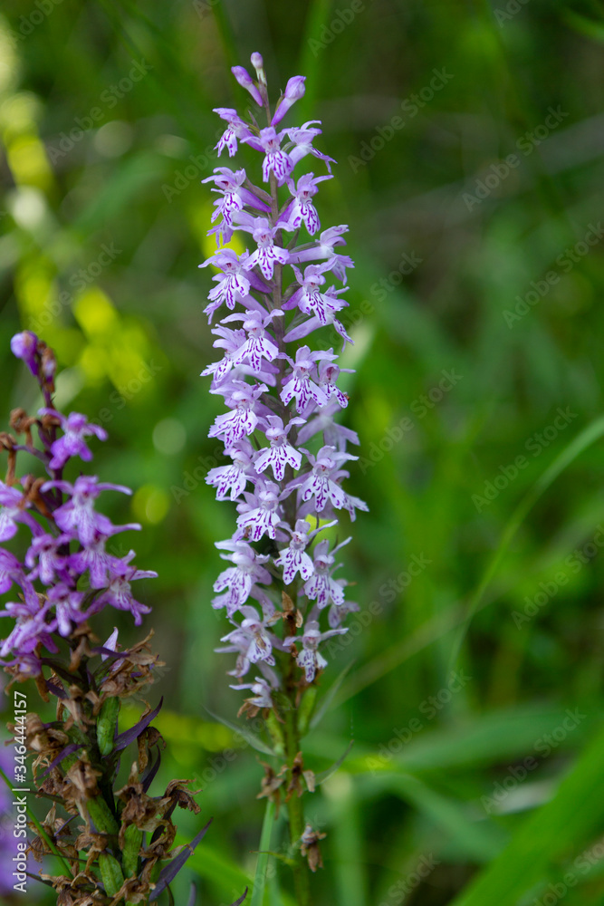 Wild orchid in matese park Wild orchid in matese park