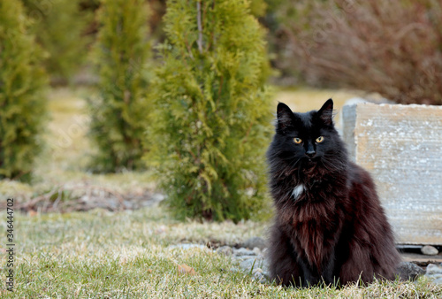 Fotografie A black pure bred norwegian forest cat sitting outdoors in springlike day