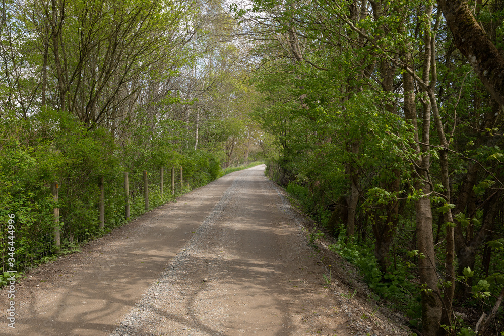 Path into the woods, in the spring nice green colors Path into the woods, in the spring nice green colors