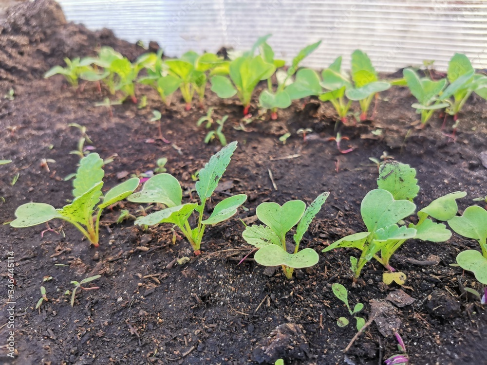 sprouts radishes in the greenhouse on the bed sprouts radishes in the greenhouse on the bed