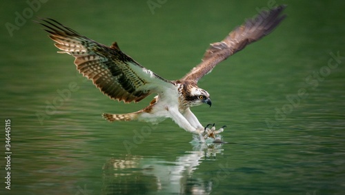 Amazing picture of an osprey or sea hawk hunting a fish from the water photo