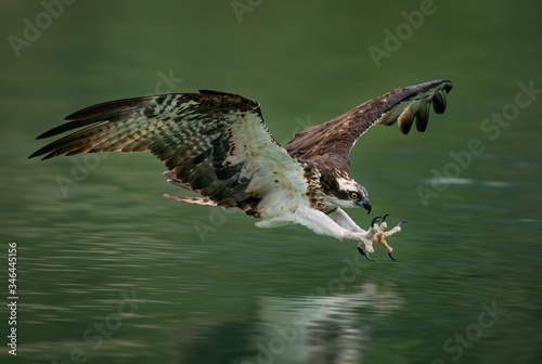 Tableau sur toile Amazing picture of an osprey or sea hawk hunting a fish from the water