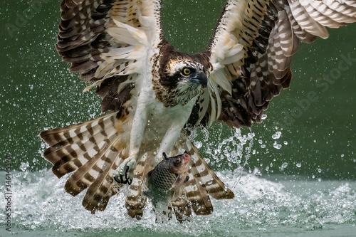 Schilderij op canvas Amazing picture of an osprey or sea hawk hunting a fish from the water
