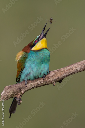 A colorful bee eater perched on a tree