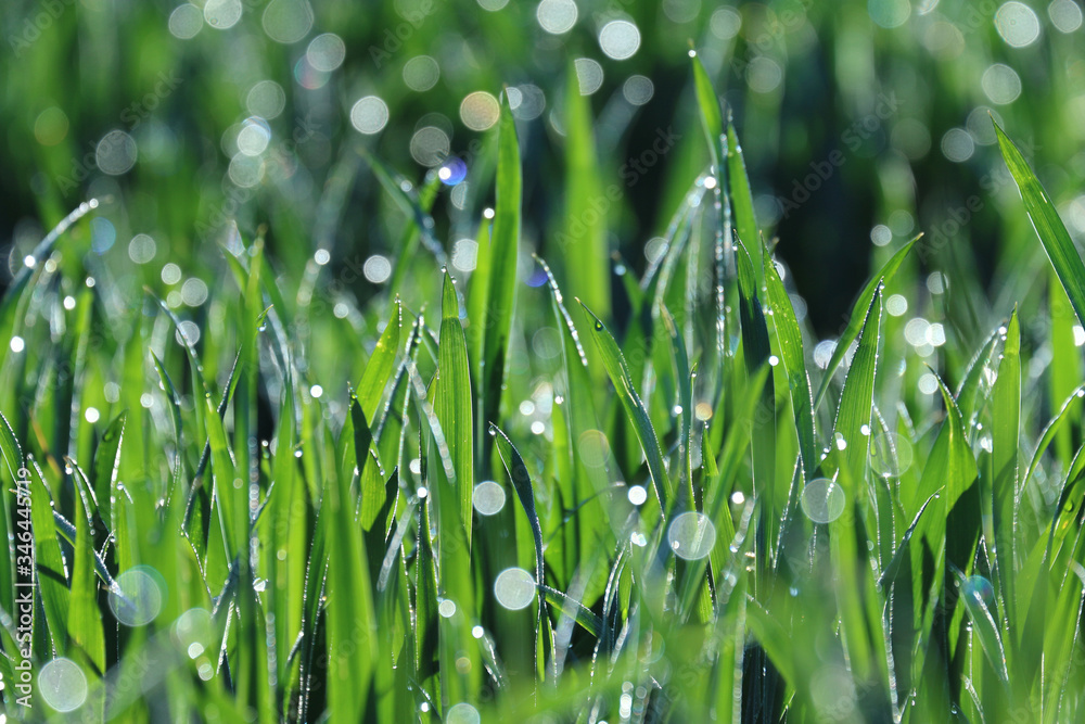 Fototapeta premium Close up beautiful blurred dew drops on young green grain (cereal) plants and seedlings against morning sunlight. Glittering sparkling bokeh and natural light spring summer background.