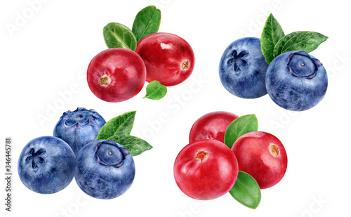 Blueberry cranberry hand drawn watercolor illustration isolated on white background