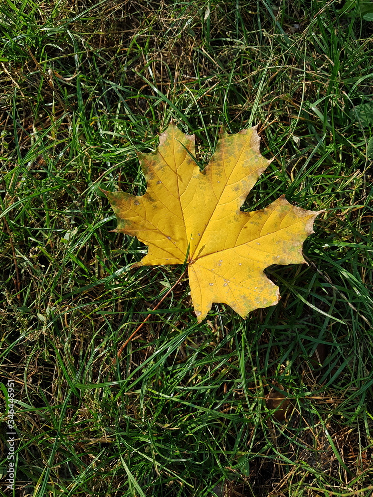 Gold or Yellow leaf on green grass. Autumn leaf birch. . Gold or Yellow leaf on green grass. Autumn leaf birch. .