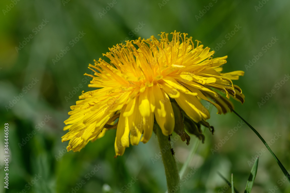 Makro eines blühenden Löwenzahn im Frühling (lat. Taraxacum sect. Ruderalia) mit Pollen und Blütenstaub in Wiese Makro eines blühenden Löwenzahn im Frühling (lat. Taraxacum sect. Ruderalia) mit Pollen und Blütenstaub in Wiese