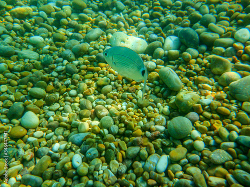 A dip in the sea. Seabed of the Mediterranean © Nicola Simeoni