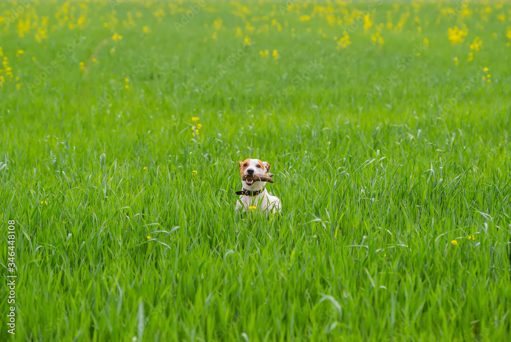 Jack Russel Terrier jumps with a stick over the green summer meadow.