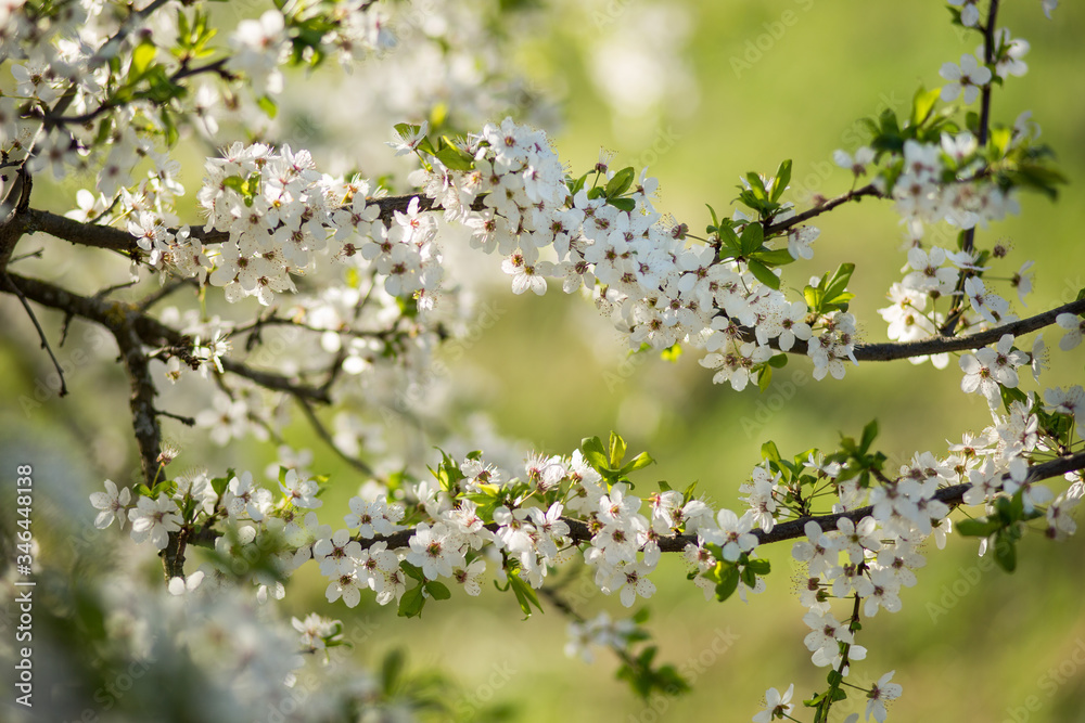 Blooming plum in the garden Blooming plum in the garden