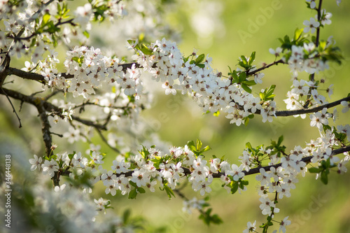 Blooming plum in the garden © berdnikovfotos