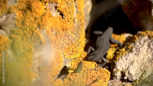 Close up shot of a Lilford's wall lizard standing on the rocks and then hiding on a crack