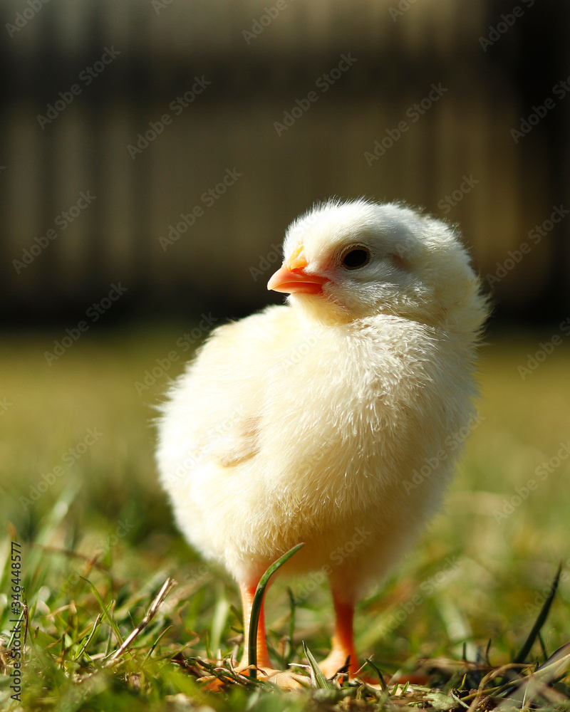 little chicken in the grass