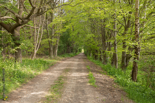 Path into the woods, in the spring nice green colors