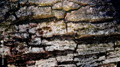 Beautiful wood textured background with green moss
