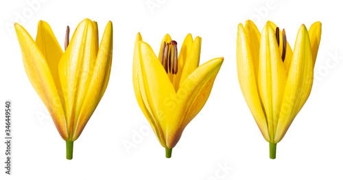 Beautiful blooming lily on a white background. Stock images for design. Flowers are arranged in different angles. Three half-opened buds with dew drops. Side view
