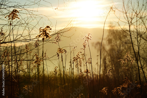 The rising sun penetrates the stalks of dry grass