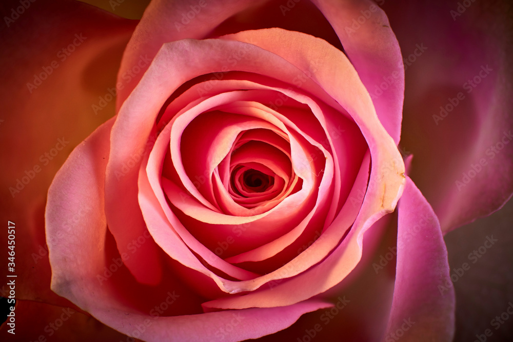 The most beautiful rose of the world flowers The most beautiful rose of the world flowers