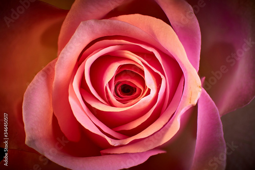 The most beautiful rose of the world flowers