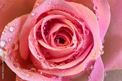 The most beautiful rose of the world flowers