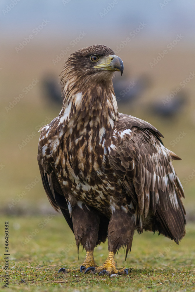 Eagle Eagle