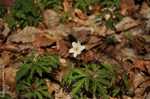 Kwiaty zawilce w lesie wiosną