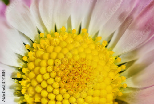 A beautiful daisy in its delicate release