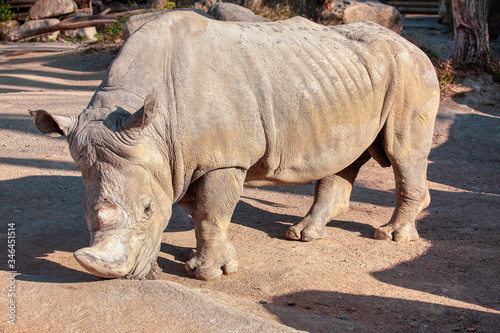 Southern White Rhinoceros the biggest of the five existing species 