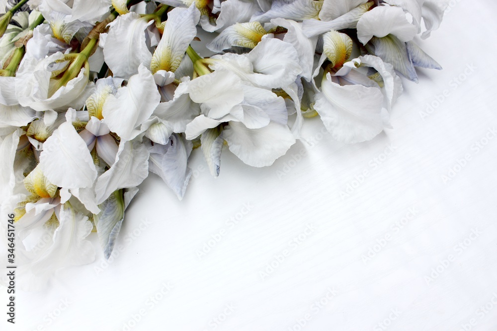 irises on a white background. Frame of fresh blue and white flowers isolated on a background with place for text. White petals on a colored Spring background. View from above.