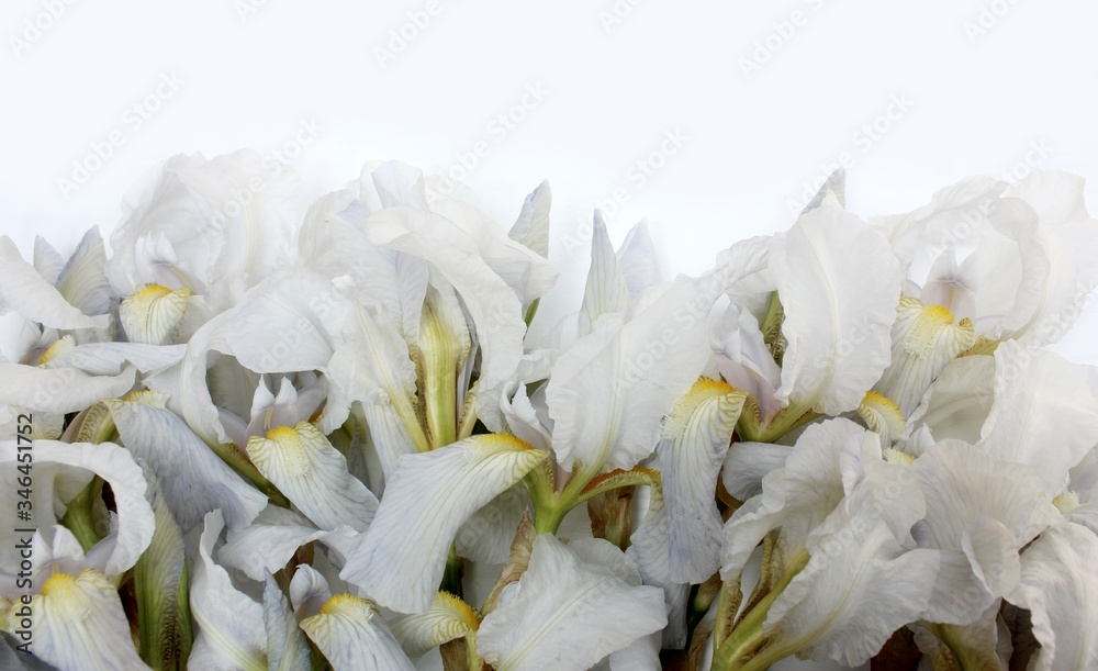 irises on a white background. Frame of fresh blue and white flowers isolated on a background with place for text. White petals on a colored Spring background. View from above.