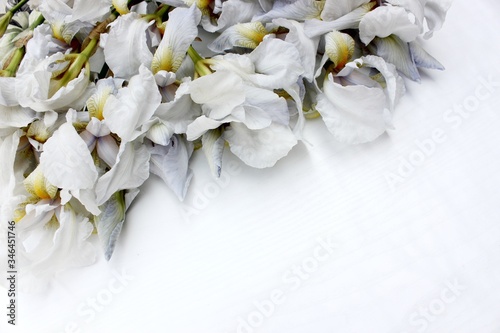 Obraz na płótnie irises on a white background. Frame of fresh blue and white flowers isolated on a background with place for text. White petals on a colored Spring background. View from above.
w salonie