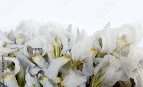 Obraz na płótnie irises on a white background. Frame of fresh blue and white flowers isolated on a background with place for text. White petals on a colored Spring background. View from above.
w salonie