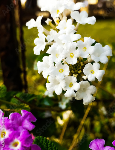 white and yellow flowers