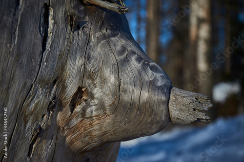 Interestingly carved trunk of an old tree in winter scenery