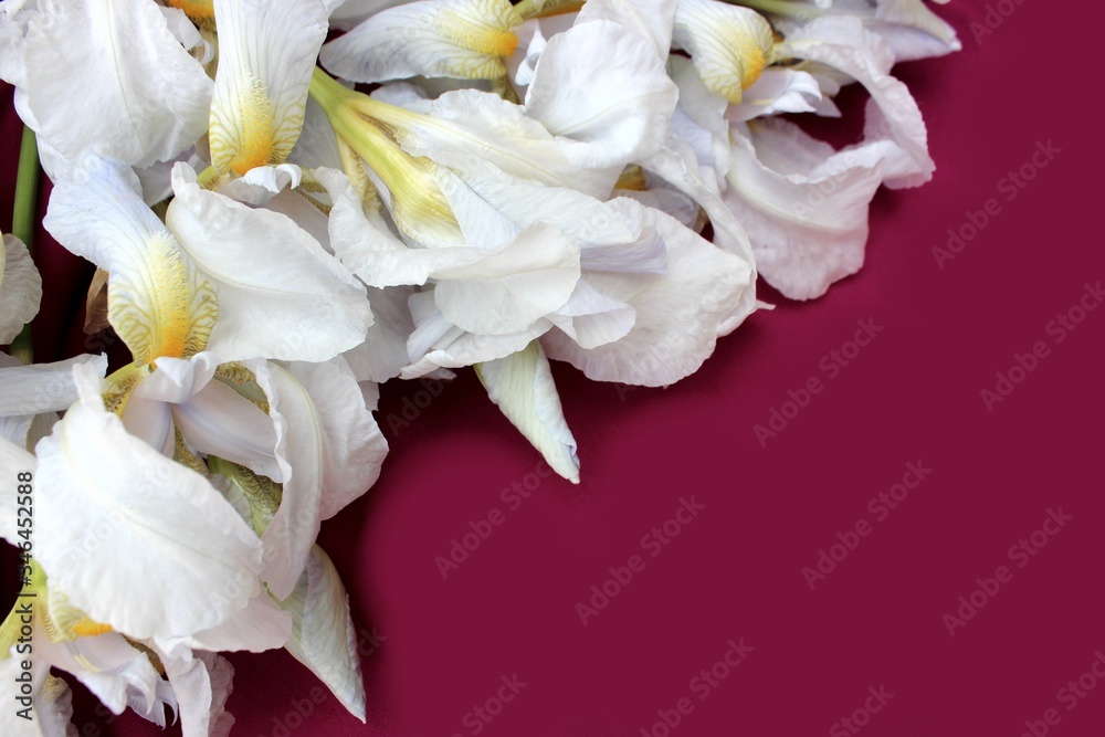 White irises on a pink background. Frame of fresh blue and white flowers isolated on a purple background with place for text. White petals on a colored Spring background. View from above.