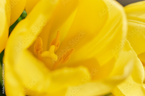 Beautiful and fresh tulips in mild natural lighting