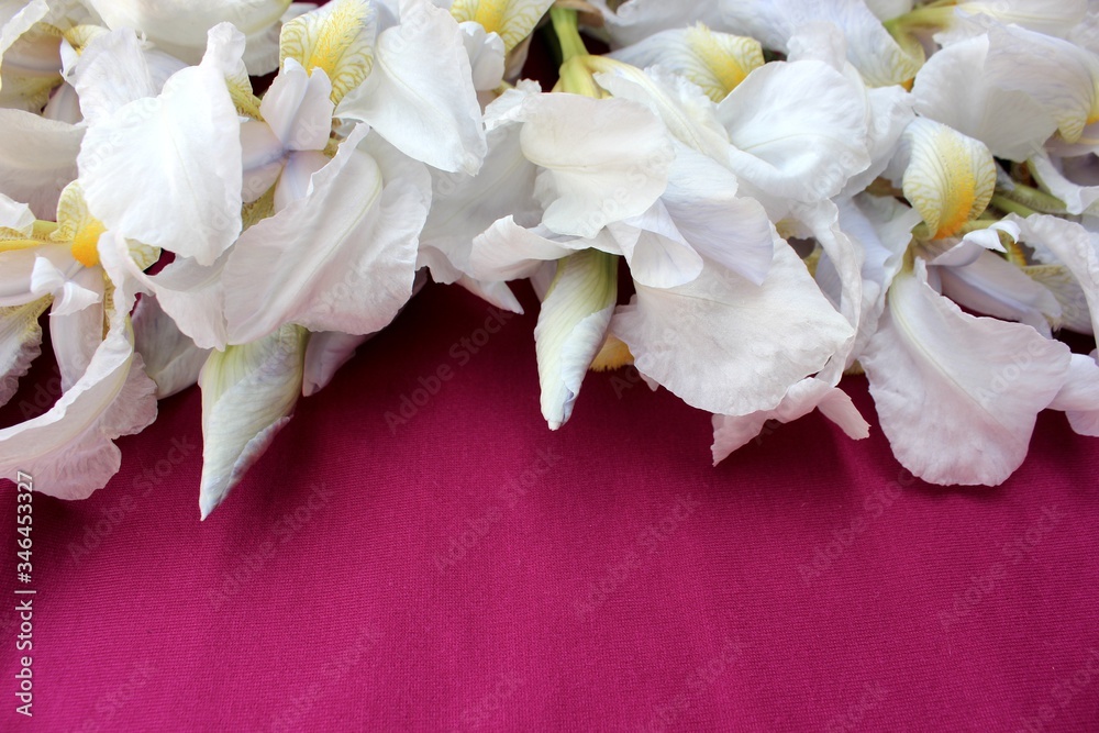 White irises on a pink background. Frame of fresh blue and white flowers isolated on a purple background with place for text. White petals on a colored Spring background. View from above.