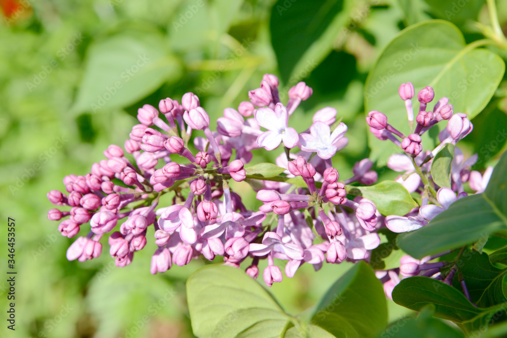 common lilac flowering in the garden in springtime common lilac flowering in the garden in springtime