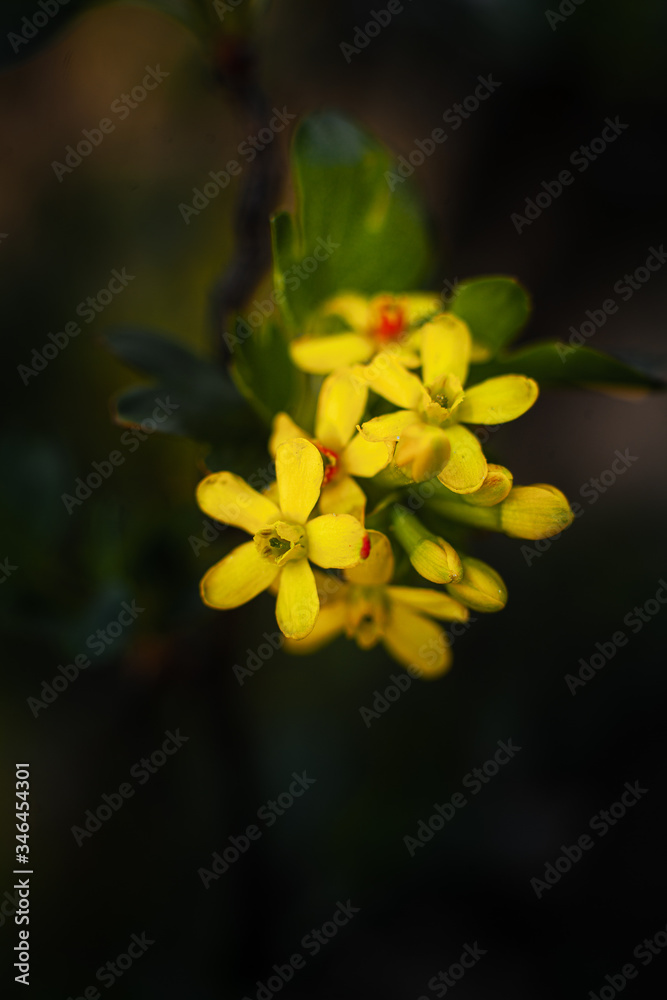 Fototapeta premium yellow flowers on a dark background