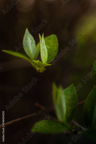 leaves on a dark background