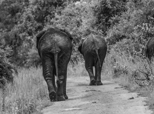 African Elephants