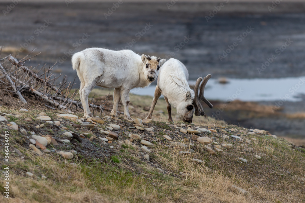 Wild reindeers mother and cub in tundra at summer time Wild reindeers mother and cub in tundra at summer time